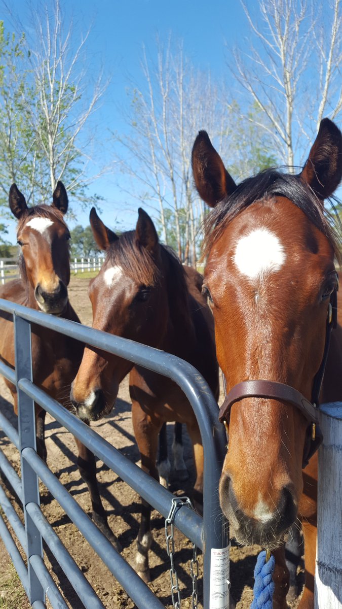 VisionaireEC's tweet photo. @JourneymanStud @DRFLivingston we love our SPD yearlings! https://t.co/bmRVHuSUJO