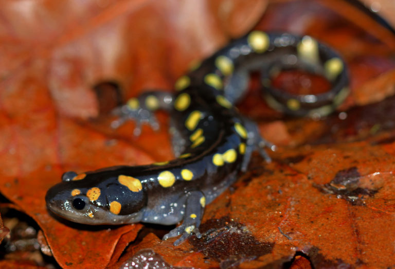wxeringheights's tweet photo. Hey Kids, During late March and early April, male and female #SpottedSalamanders migrate to vernal pools to begin their elaborate and energetic mating dance. Possibilities tonight but it may be still too cold (mid 30s) perhaps the warmest valleys. https://t... https://t.co/5dYsSAO7kS