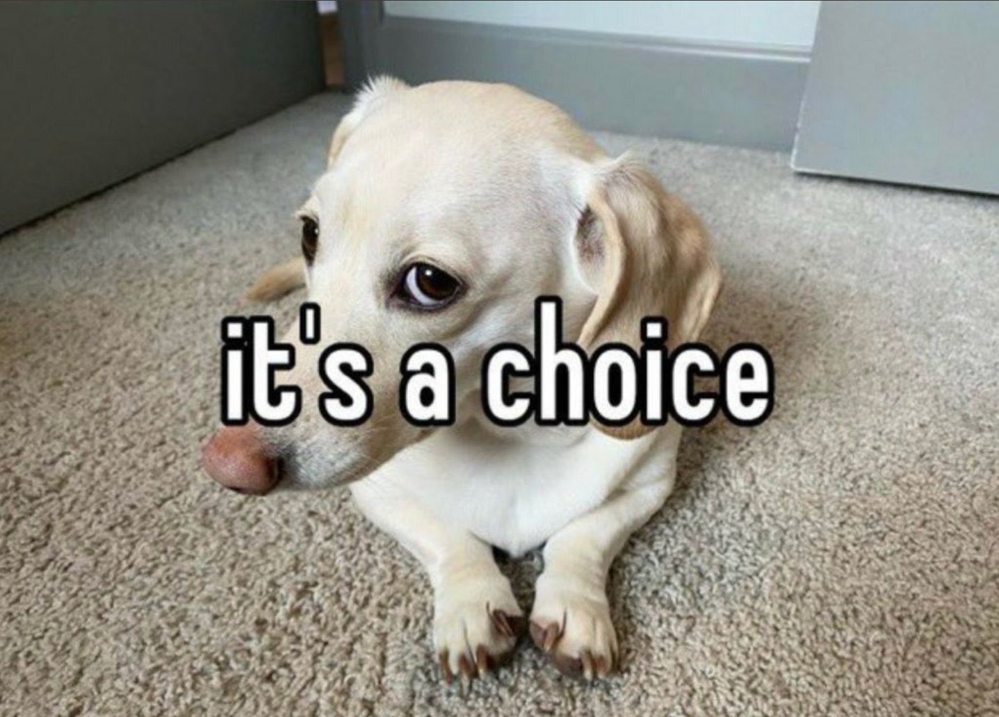 FireBrianFerentz on Twitter "Homophobic dog a thread https//t.co