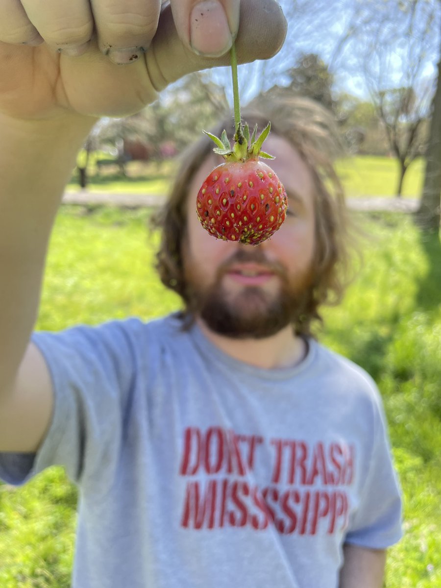 RealTimHiggins's tweet image. Oh wait - I have news: first strawberry from our garden!