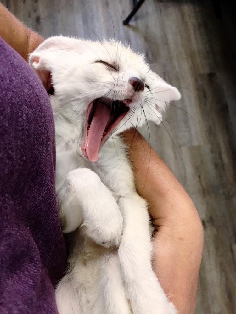 Jandaexotics's tweet photo. Nap time?  💤 #ComeVisitUs #JandaExotics #ExoticAnimals #FennecFox #JEAR https://t.co/ex3ryJiENJ