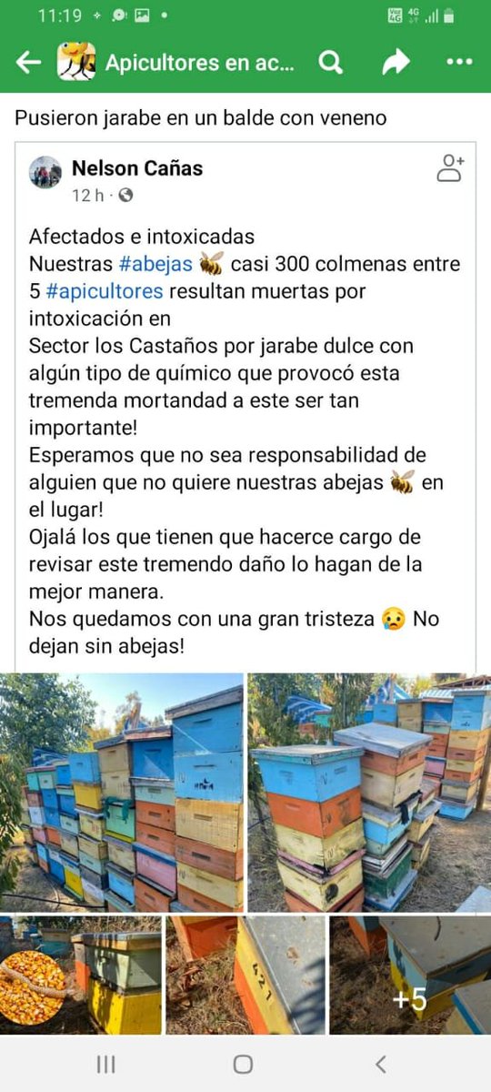 Apicultura al Instante

Nos siguen pegando bajo <a href="/sagchile/">SAG</a> 

No sabemos si fue condoro de alguien para controlar chaquetas amarillas o simple boicot a los colegas y sus abejas.

Los Castaños, Los Niches, Curicó.