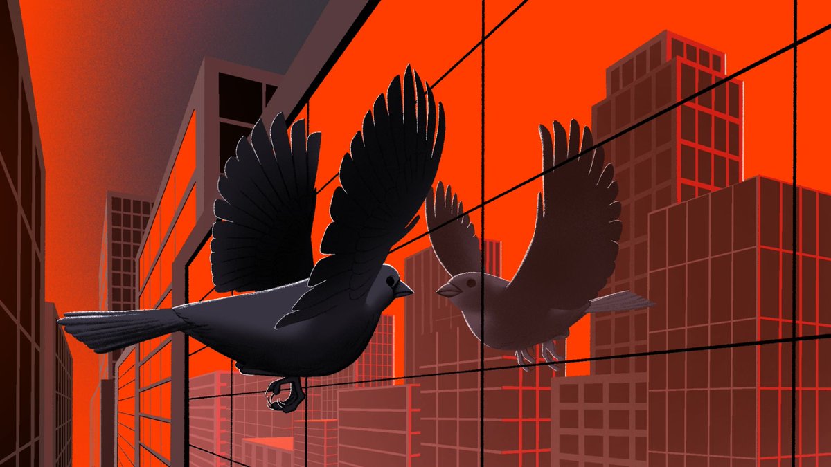 99piorg's tweet photo. It’s believed that buildings kill as many as 1 billion birds in the U.S. per year. Design critic and long-time friend of the show @LangeAlexandra joins us to talk about why this happens and how a little bit of design can go a long way. https://t.co/XOtWiKpJko https://t.co/p8abS4vdKW