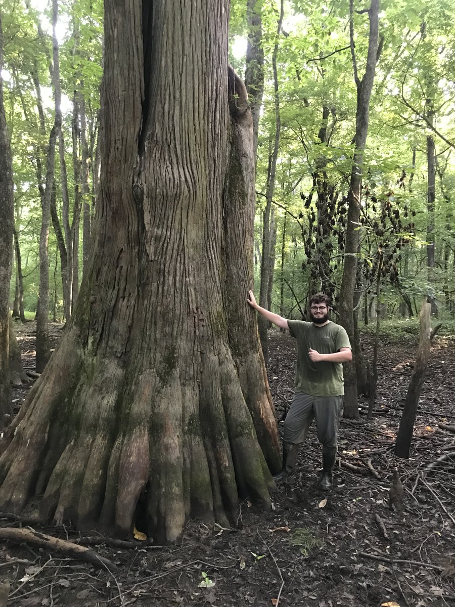 ATCOFA's tweet photo. Three SFA forestry graduate students are conducting research across Texas and the Mississippi alluvial valley to advance avian conservation practices and augment available scientific data. https://t.co/kMkKHHHkPI #avian #conservation #sfasu #atcofa https://t.co/jCA4VjoDnz