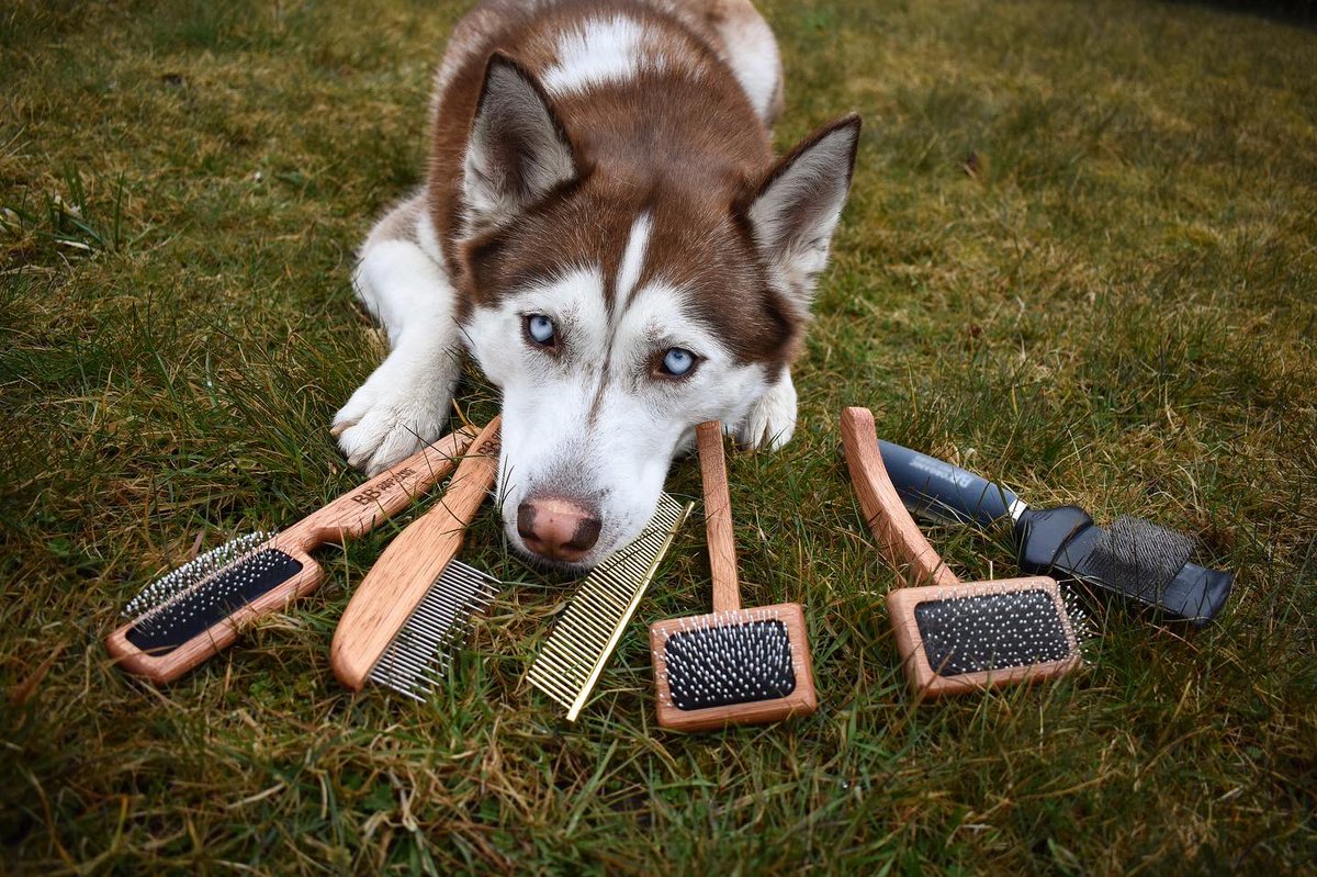 Has “Sprinkle-season” hit at your House yet? 😅 
Husky-sprinkles all over 😳

#dogsoftwitter #twitterdogs