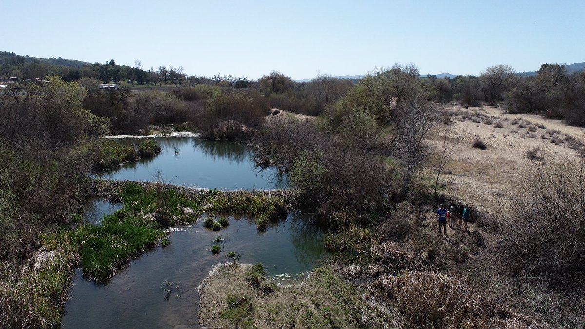 A drone shot of a beaver dam with green vegetation around it