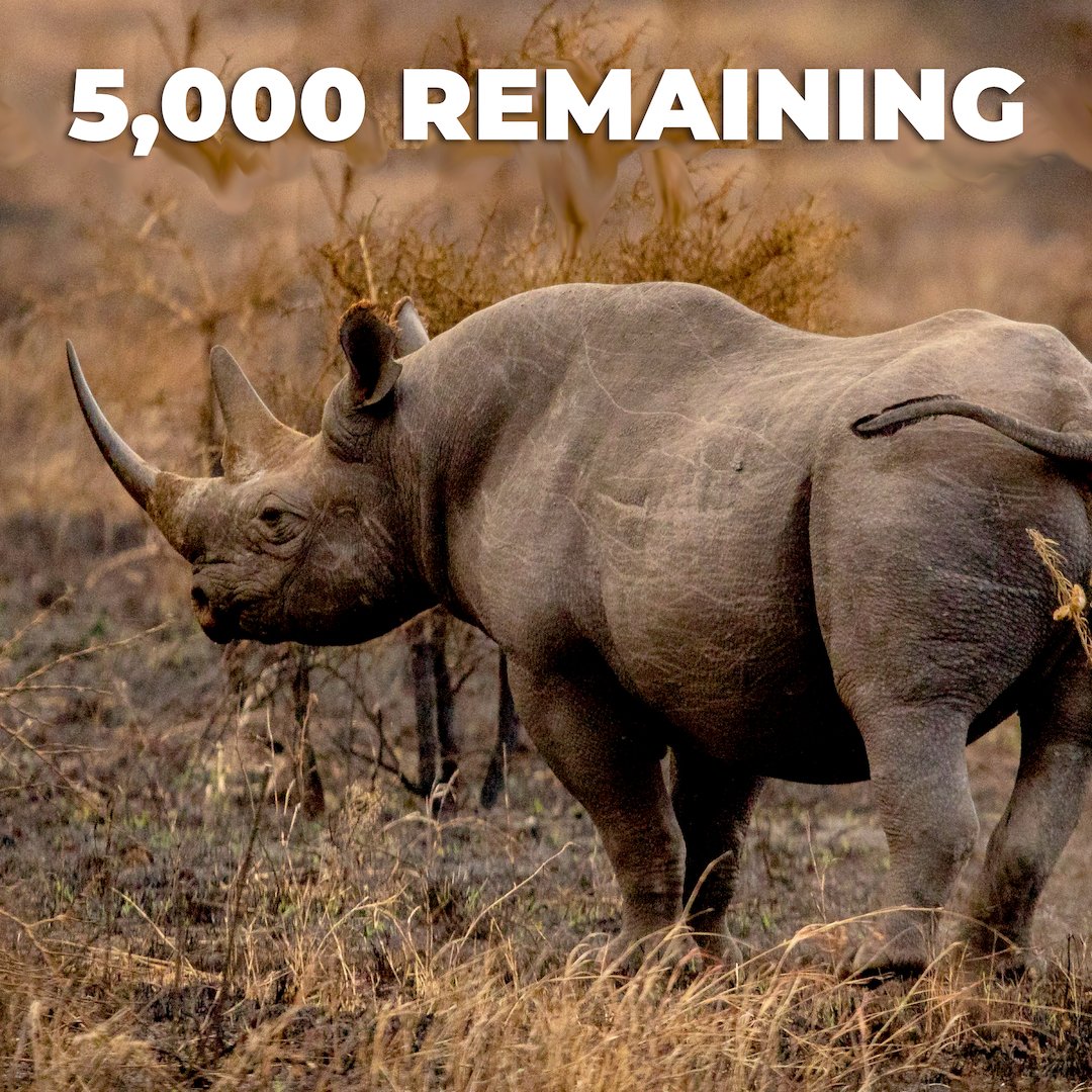 WildlifeProSo's tweet photo. 🦏🦏🦏  Did you know that Black Rhino are considered a critically endangered species?  It is estimated that we may lose wild rhino in the next decade.

https://t.co/lPovXopPe5 https://t.co/b96ga9nx3g