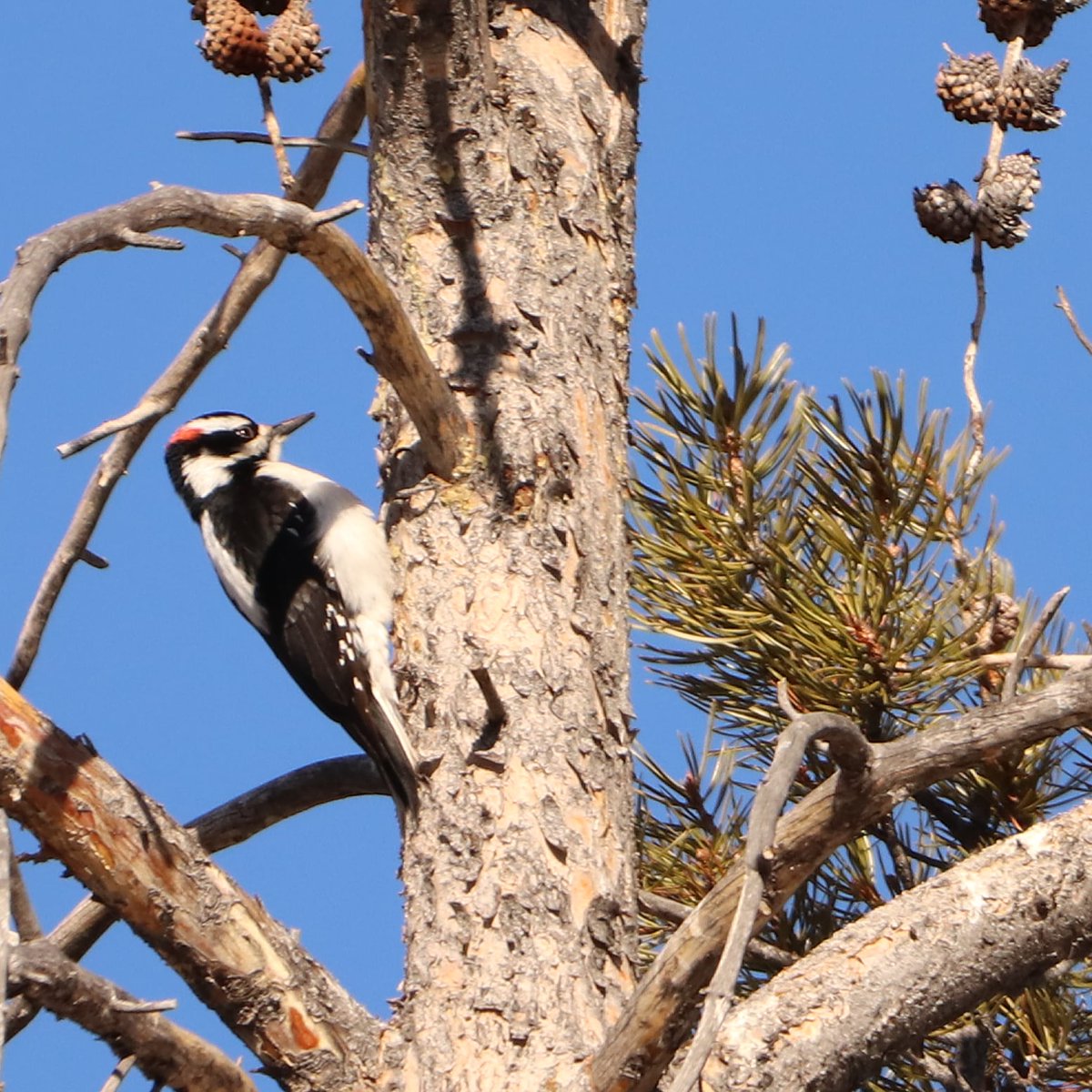 A male hairy woodpecker in Silverthorne, Colorado...
#malehairywoodpecker #malehairywoodpeckers #woodpecker #woodpeckers #hairywoodpeckers #hairywoodpecker #hairy #silverthornecolorado #silverthorne #coloradobirding #birding