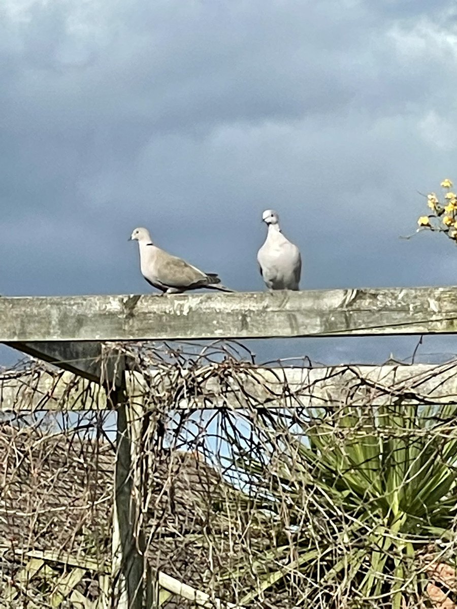 kirsten_fernand's tweet photo. My collard doves are back π They were just pruning themselves in the last sliver of sunlight. I find them so beautiful with all the different shades of grey. Daintier than a wood pigeon. Love them! π₯° #collarddoves #birds https://t.co/cL89QvE5Iv