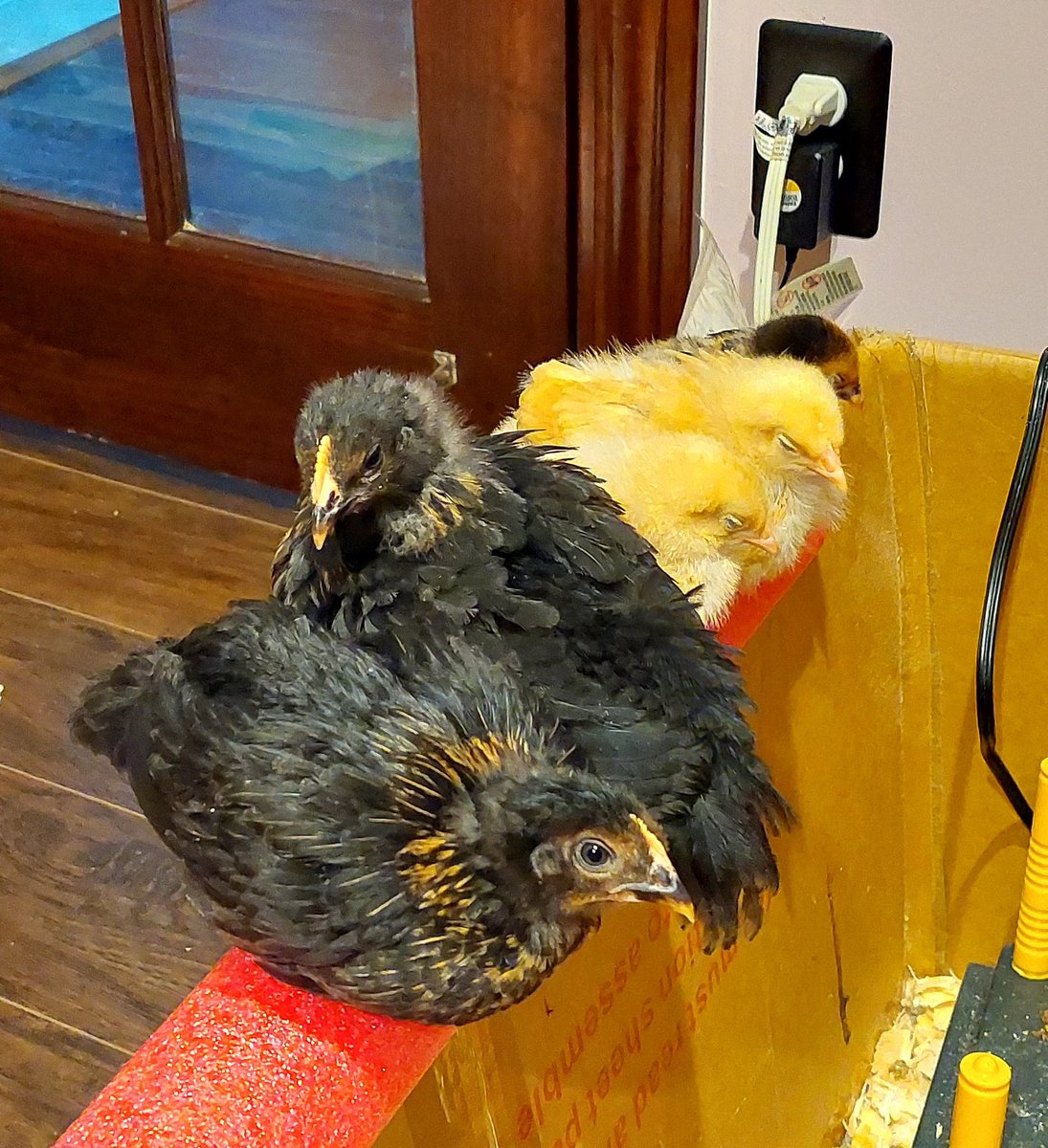 SpikedRN's tweet photo. It's a pretty chill morning on the chicken perch. https://t.co/1mXLyVb1dV