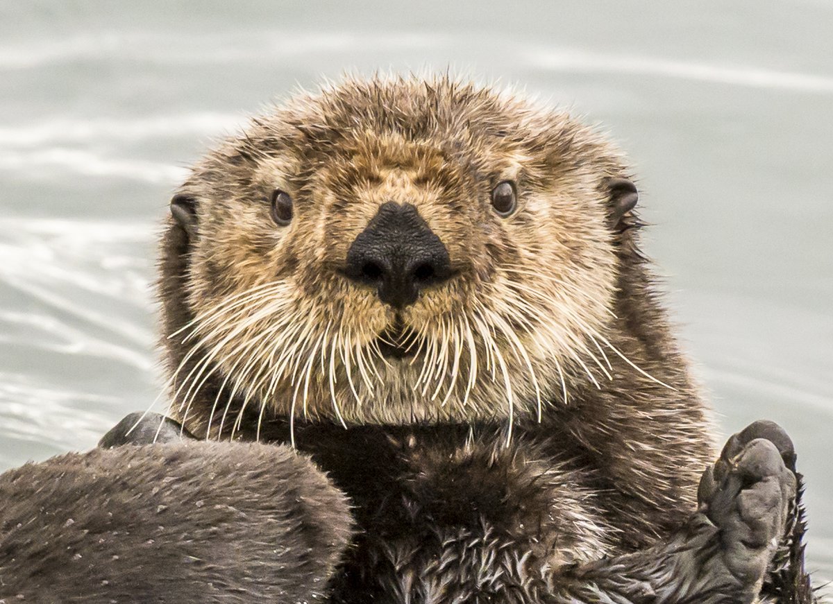 They float on their backs, hold hands to not float away, and they are really ecologically important. They are sea otters! Ditch the single-use plastics and keep our waters clean. #NationalWildlifeWeek nationalwildlifeweek.nwf.org #NWW #KeepItWild #ProtectOurWildNeighbors