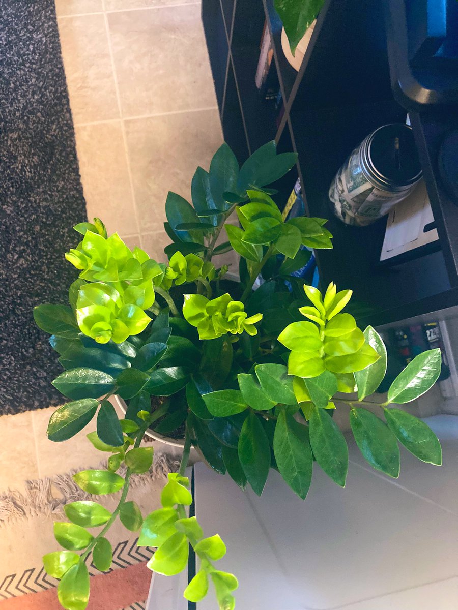 Jus wanted to show off my ZZ plant #planttwitter #planthour #zzplants #iilovezzplants #houseplants #HouseplantHour