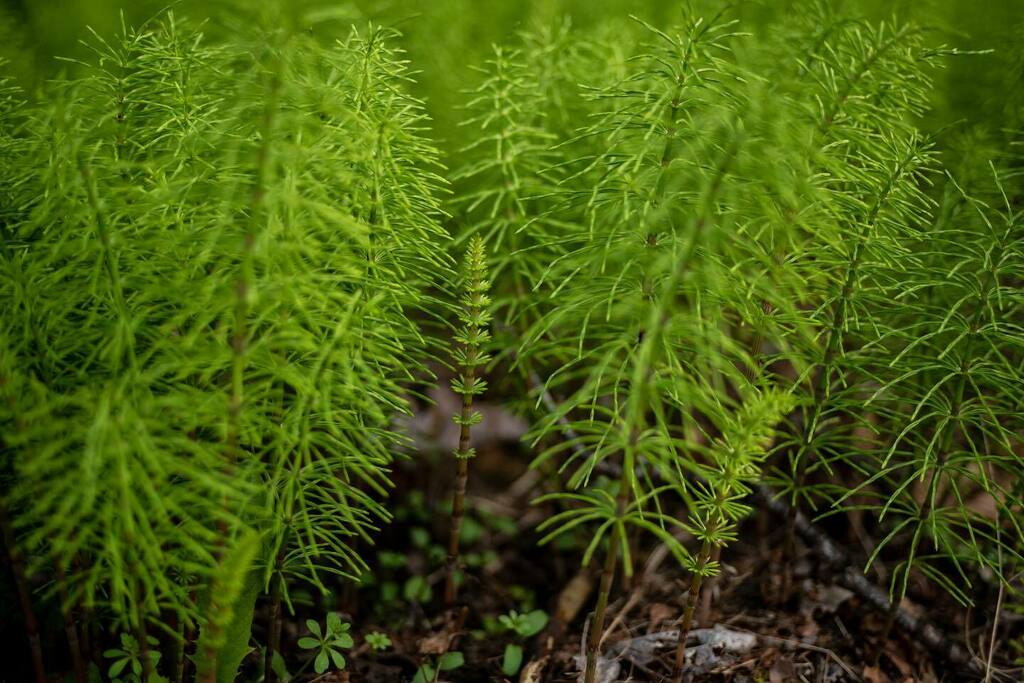 stirwise's tweet photo. Rebooting
.
.
#spring #springblooms #equisetum #gianthorsetail #duwamishterritory #pacificnorthwest #nature #leicam #leicam10 #hexanon50mmf2 #mhexanon #konica https://t.co/NCgpCXnZIU