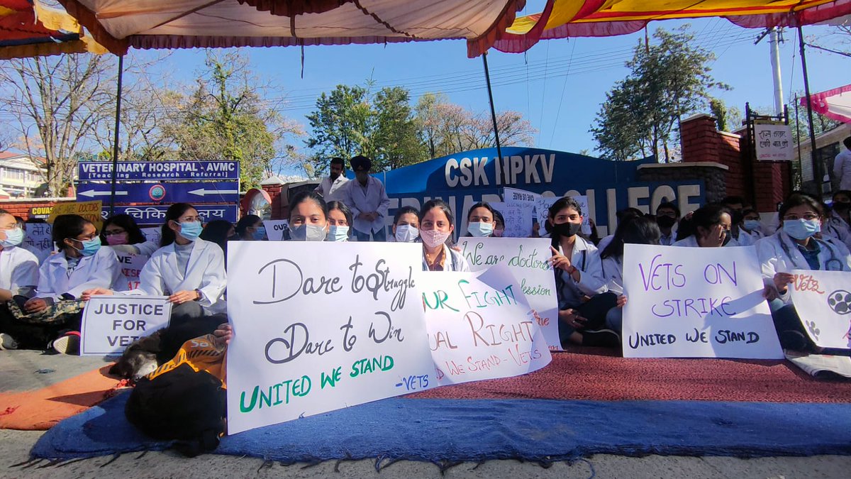 Drgcncovas's tweet photo. Strike #day14
#HP_Vet_Stipend
#Increase_Vet_Stipend
@shantakumarbjp @CMOFFICEHP @MahenderSTBJP @ProfHKChaudhary @dhruv_rathee @TheDeshBhakt
@virenderknwr
@jairamthakurbjp
@DDNewsHimachal 
@ShimlaTimes 
@SBhardwajBJP
@iSureshBjp 
@VikramadityaINC 
@AgnihotriLOPHP https://t.co/v0KgBXwSkb