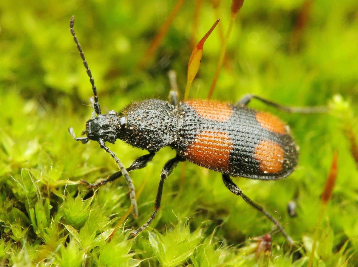 Panjan1972's tweet photo. Loopkevers zijn mooi! Tweevleksmalkop langs een slootje in Enter. #loopkever #carabidae #macro #beetle #nature #insect @volgdenatuur @waarneming @IVNNederland https://t.co/Xoe4Axqfmf