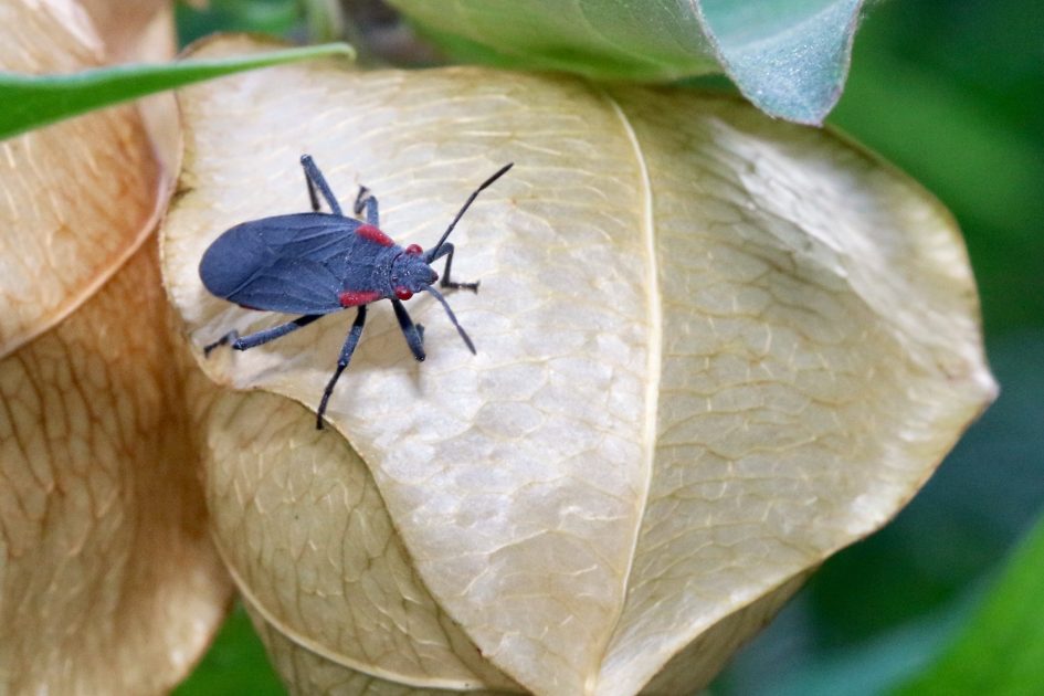 UWBadgerTalks's tweet photo. Interested in how bugs are beneficial? Join Fond du Lac Public Library on April 18 at 6 PM for a FREE virtual talk featuring UW's Insect Diagnostic Lab's PJ Liesch. They’ll take a look at how common these beneficial creatures can be. #Backyardbugs https://t.co/Kj44tjlqEU https://t.co/ualVudsMJb