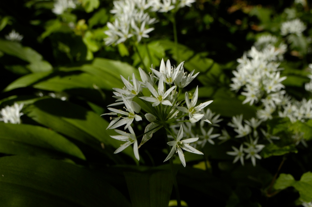 thearchclinic's tweet photo. Berkshire's gone #WildGarlic mad: foraging, blitzing it into pesto, sharing secret growing locations! Anything that gets you outside, walking &amp; a tasty meal with herbal goodness at the end can't be bad.  #yourbridgetophysicalhealth  Photo by Rodolph @ English Wikipedia https://t.co/ClqL1vjPL7