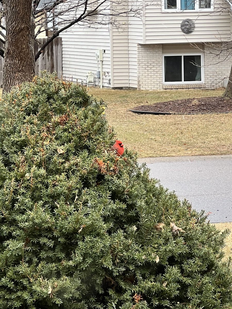 LukeManderfeld's tweet image. Spotted outside my house on Opening Day. @Cardinals World Series confirmed.