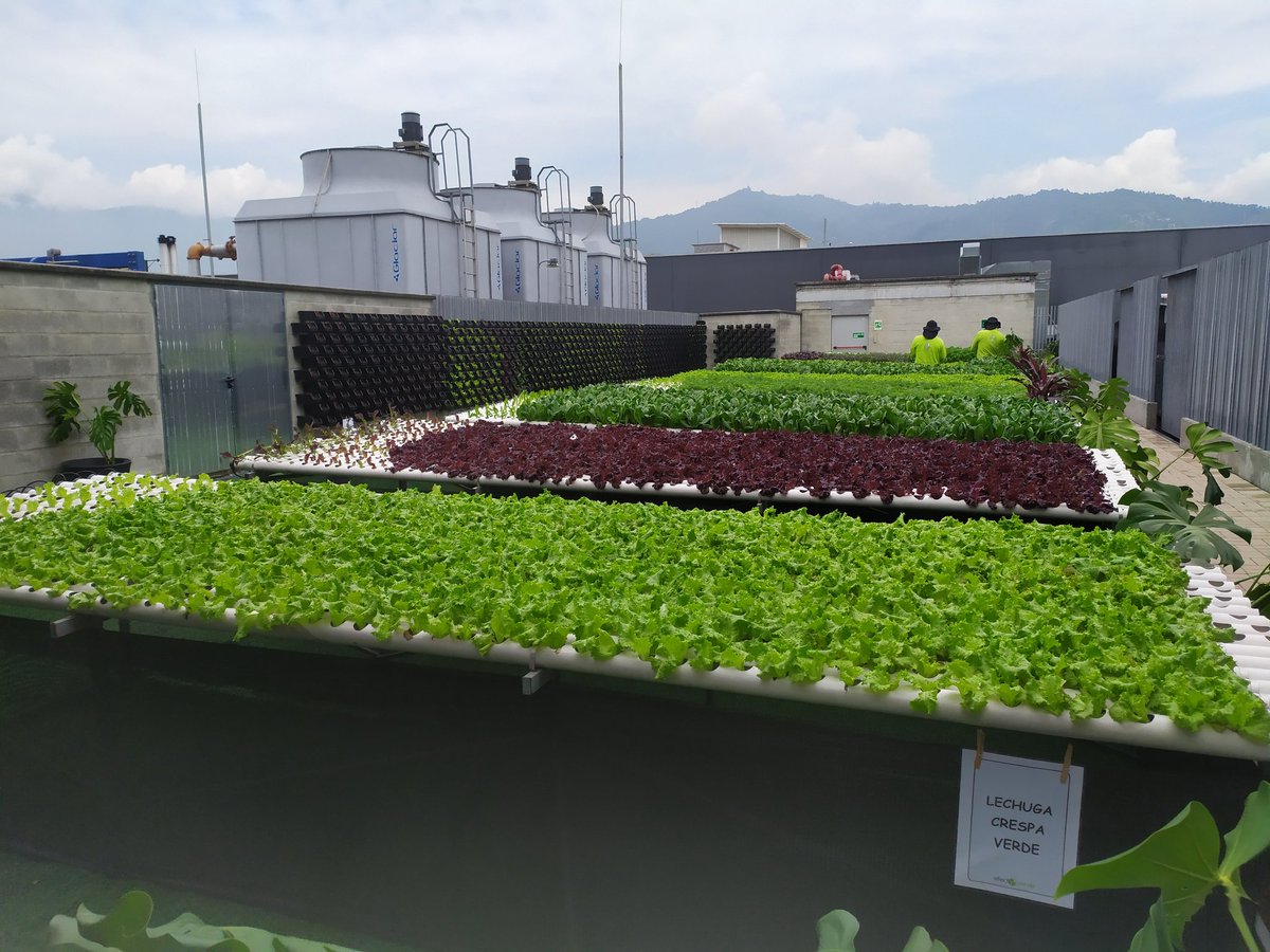 ValoraAnalitik's tweet photo. La terraza del Centro Comercial cuenta con un cultivo hidropónico que genera la producción
de más de 11 mil porciones de alimentos tipo ensalada en mes y medio de cosecha, con un
consumo de agua del 50% menos gracias a su sistema de recirculación #SoyRe https://t.co/rDBjSJTGdF