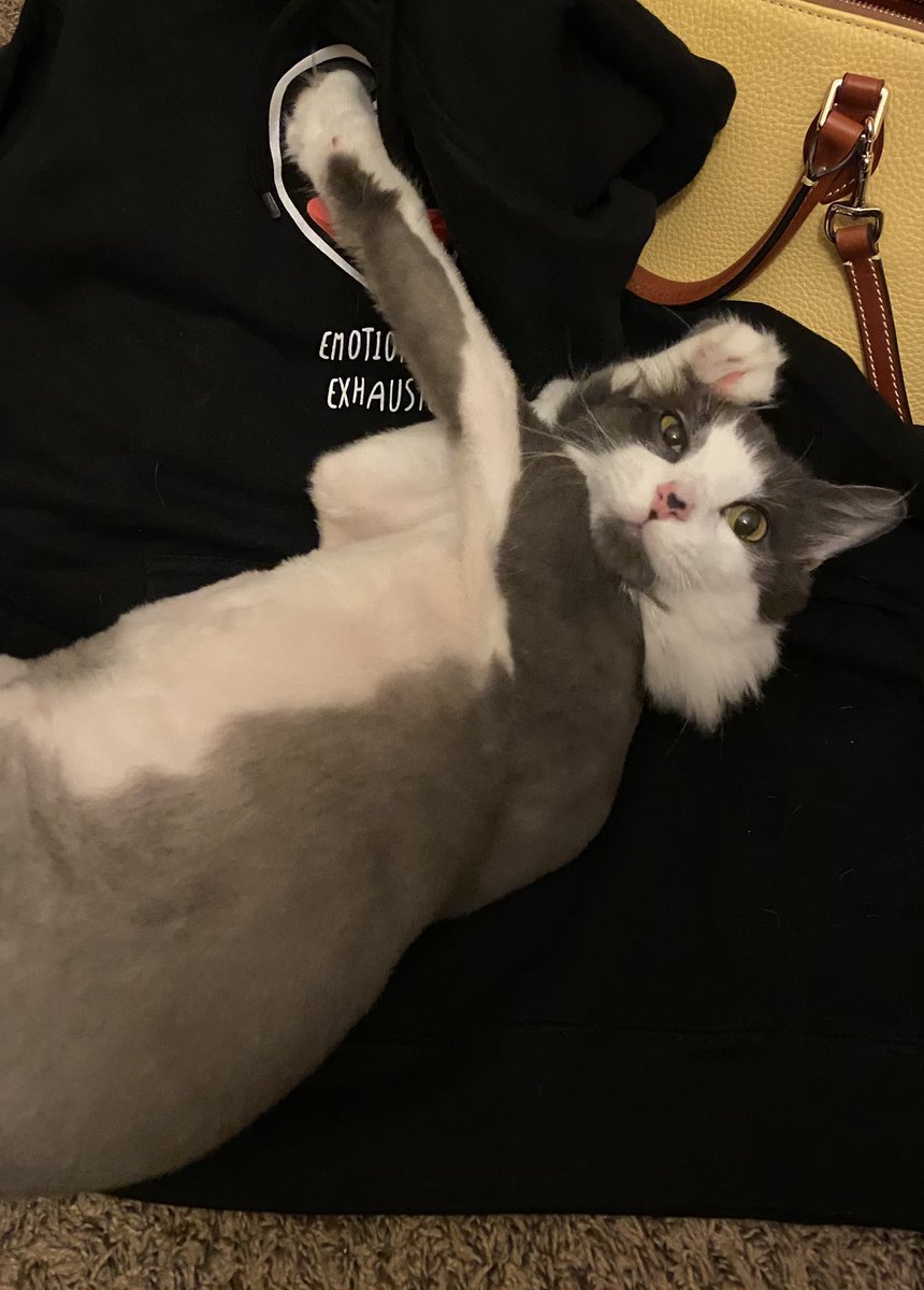 SweetNibblet's tweet photo. @JonRisinger This is Mikasuki after getting a haircut. He really loves rubbing up on that sweatshirt. https://t.co/jmhWjkdZpT
