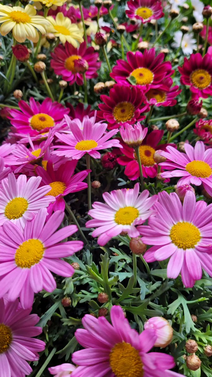 appgiardiniera's tweet photo. Più rosa di così... https://t.co/LwD7R3tk7O