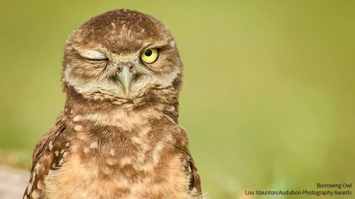 On #NationalBeerDay, read how two Burrowing Owl-named beers—a collaboration between <a href="/audubonsw/">Audubon Southwest</a> and <a href="/WrenHouseBrew/">Wren House Brewing</a>—brought over 100 volunteers together to help build homes for these lovable owls. bit.ly/37nDXjj <a href="/probablyoutside/">Monica Cardoza</a>