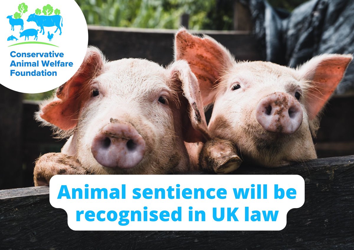 BlueFoxCAFH's tweet photo. Delighted that the landmark #SentienceBill will soon be law! Thank you to all who have pressed for animals to be formally recognised as sentient beings in UK law #SupportSentience
https://t.co/zsvVITavRm https://t.co/U3iX0Z0EGU