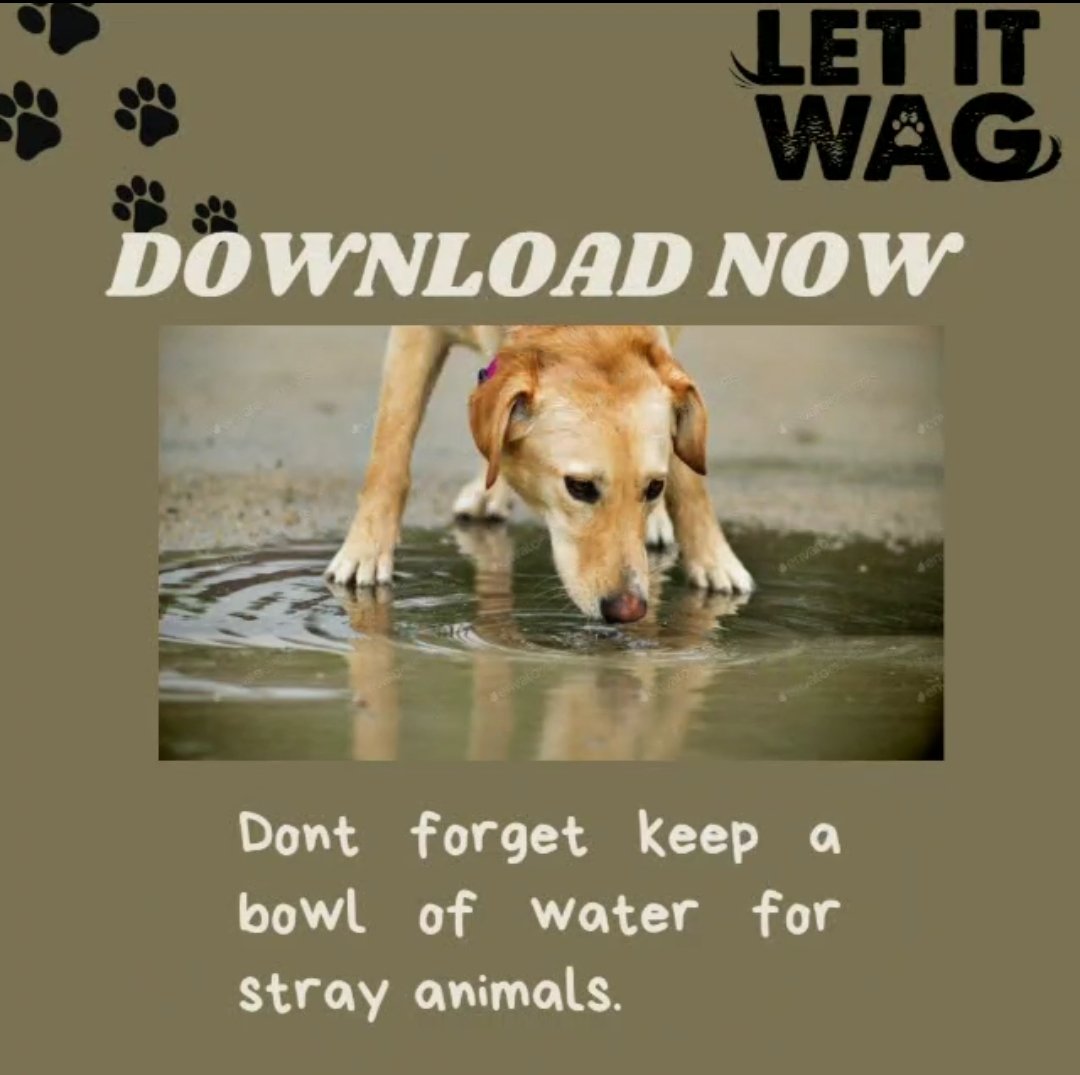 Water saves lives💧💧💧
.
.
.
.
#Letitwag #Emergency #Foster #App #Mobile #Android #IOS #Download #Share #Features #Tips #Adoption #Rescue #Help #Strays #Animals #animallovers #infoexchange #getconnected #nearby #vets #ngos