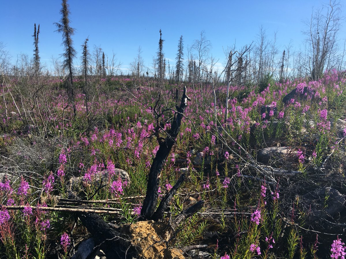 Dr. Jennifer Baltzer tweet media