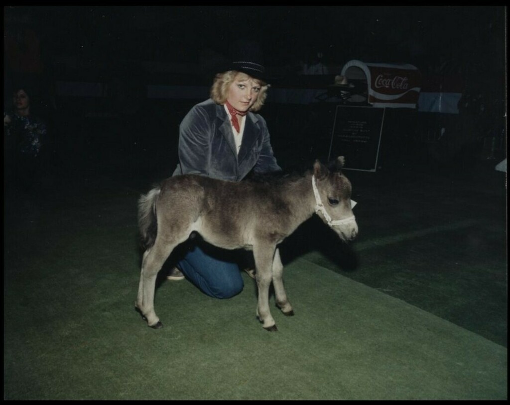 Miniature horse colt and owner at miniature horse show, (CU130730). Courtesy of Collection, Libraries and Cultural Resources Digital Collections, University of Calgary instagr.am/p/CcDkYulL607/