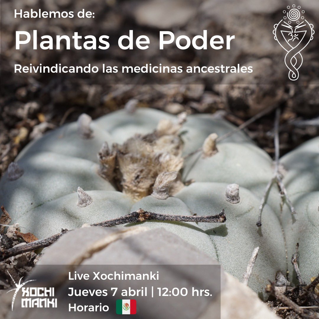 La especie humana ha dispersado consigo la necesidad cultural de utilizar medios que le ayuden a mantener y perpetuar su salud mediante practicas espirituales o médicas, culturalmente inseparables del contexto étnico.

#soyxochimanki #plantasdepoder #usosmedicinalesdeloscactus