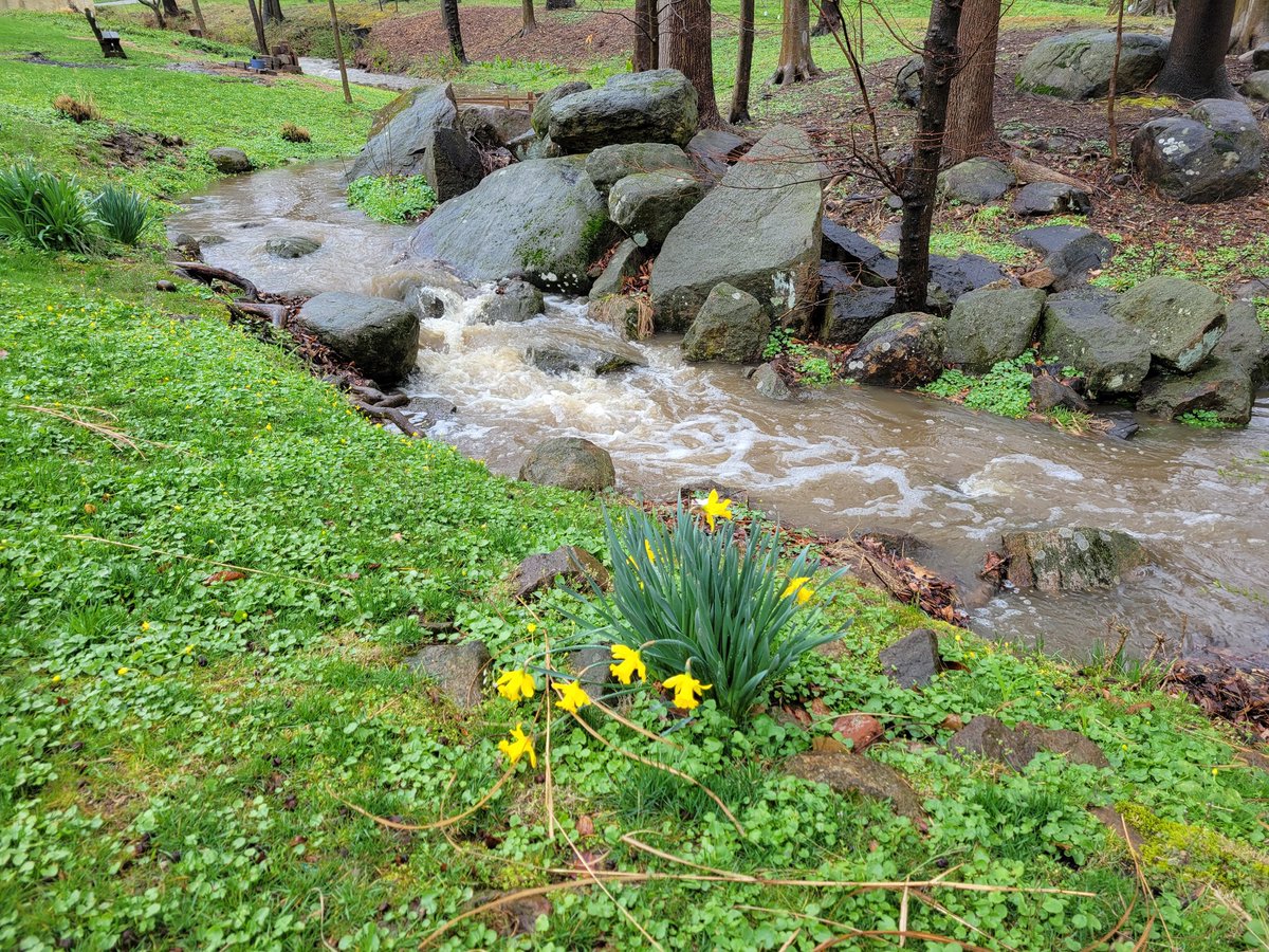 6abcadamjoseph's tweet photo. SWIFT WATERS
Our happy little creek that only trickles is a bit filled today. Rain is greening up the grass, feeding our plants, and adding needed water deep in ground. Watch for more pockets of heavy rain this afternoon https://t.co/3pCYU4NhM1
