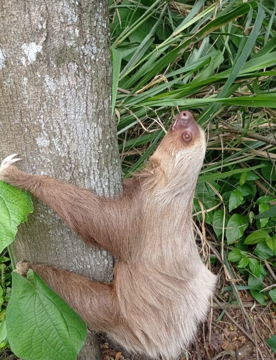 MAE_Zonal5's tweet photo. #NuestrosGuardaparques de la Reserva Manglares Churute junto con la Unidad especializada #UNPAMB de @PoliciaEcuador procedieron a la liberación de un oso perezoso hembra (Choloepus hoffmanni). Luego de su evaluación médica se determinó su buen estado de salud. https://t.co/avlQEC8RyE