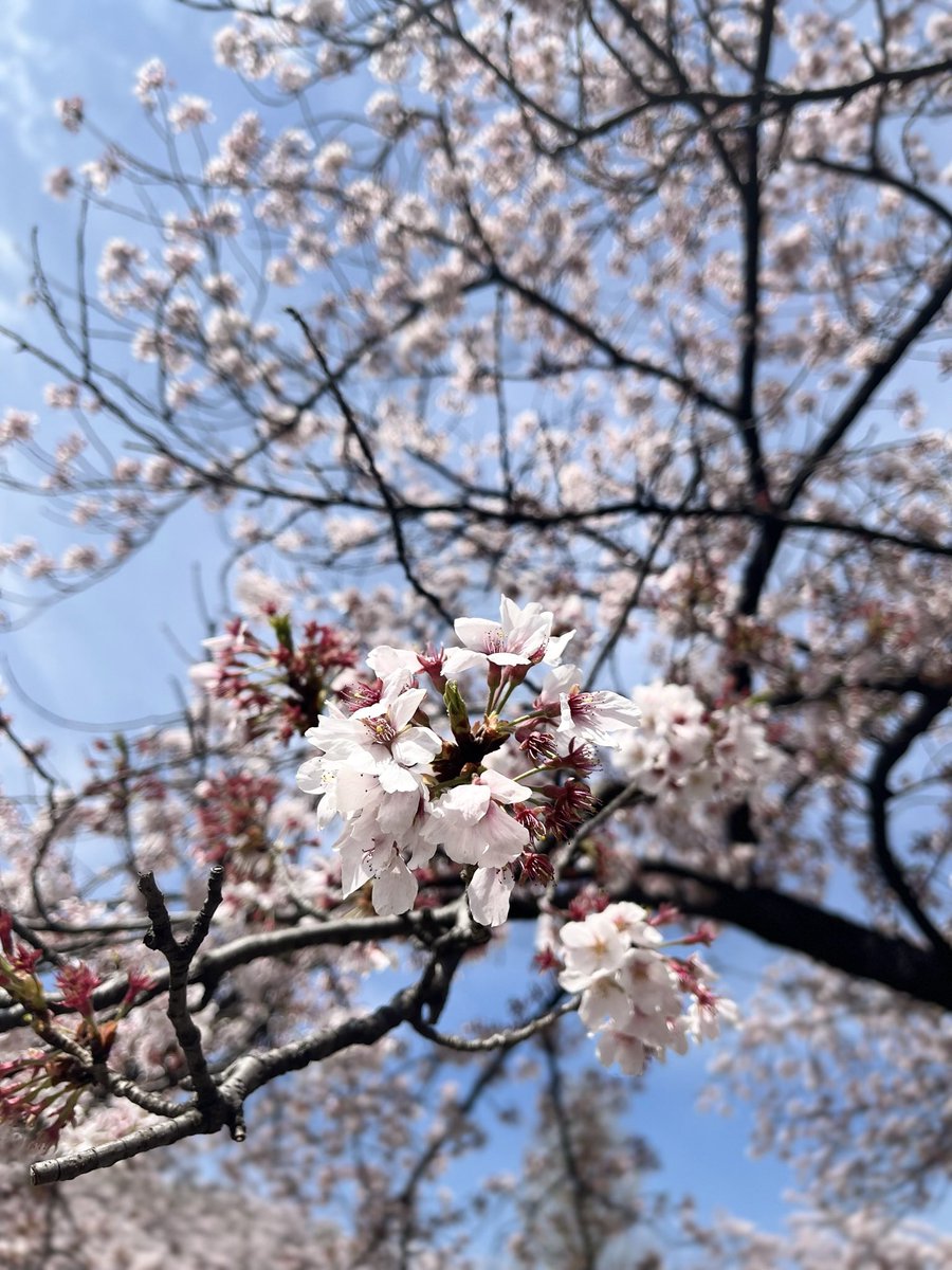 ikkou116's tweet photo. https://t.co/ZCYzvzkfJi