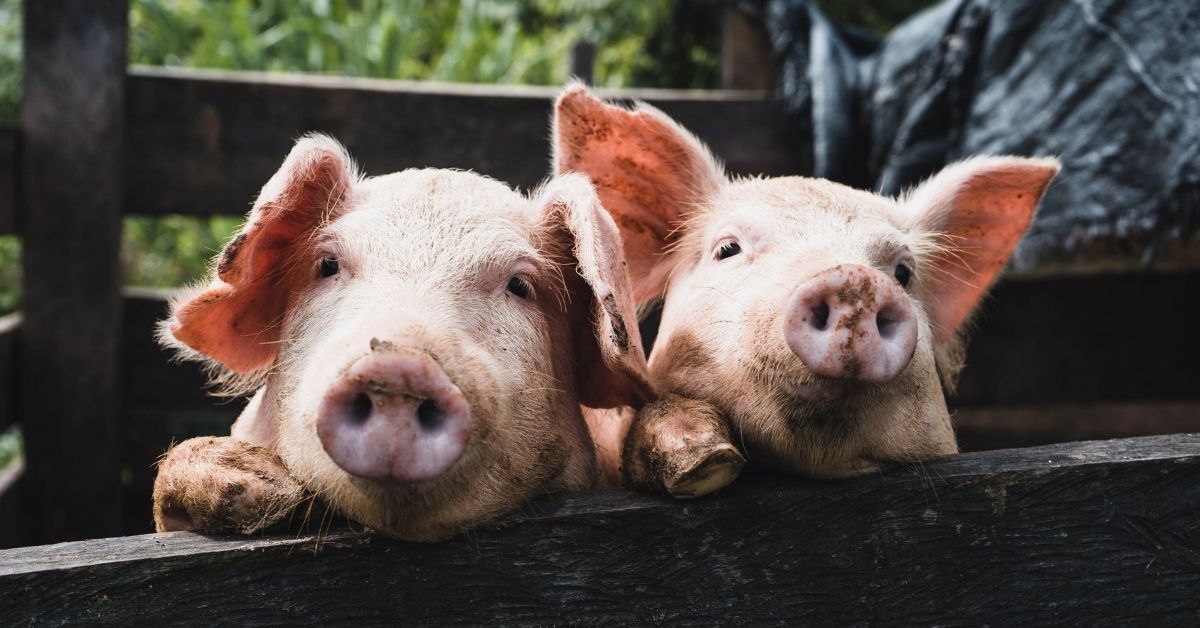 Calling hobby farmers in Metro Vancouver! 🐖🐐🐄🐇If you have animals to feed, we can help to connect you to a supply of *free* fresh food donations from your local retailer. Learn more and sign up to the FoodMesh network to get started bit.ly/3LGxajo #metrovanlovesfood