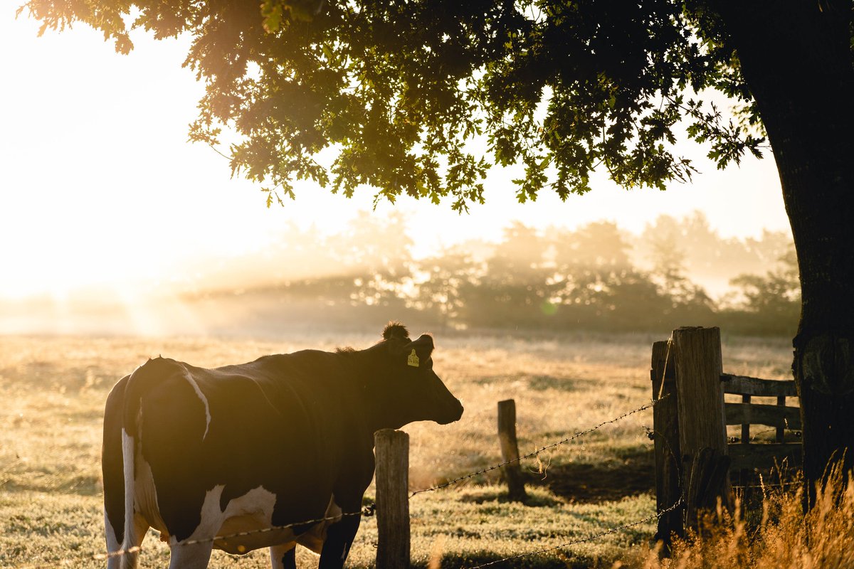 JamesHuttonInst's tweet photo. The #Research Network on Economic Experiments for the Common #Agricultural Policy (#REECAP), which aims to create bridges across evaluation communities and encourage knowledge exchange, has been awarded the (#CBEAR) Prize for Agri-Environmental Innovation https://t.co/CYoGa19lFl https://t.co/CYqV3epB8f