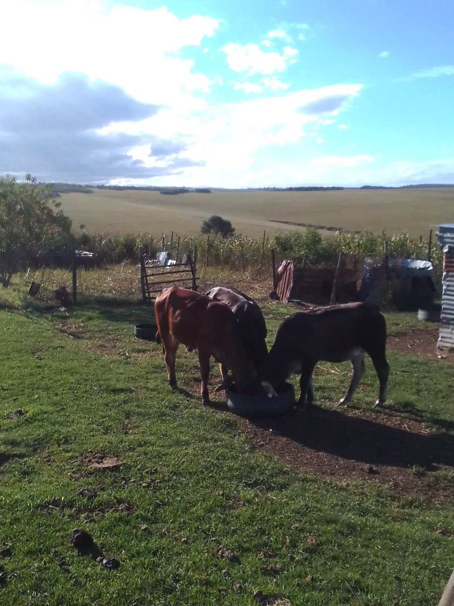 They came all the way from Communal Land farm and demand afternoon snacks. I m proud of them.
