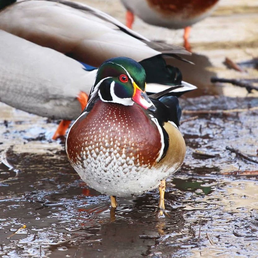youtube.com/watch?v=_Qmqrm…

NEW VIDEO for 
<a href="/CBCVancouver/">CBC Vancouver</a>
 all about FANCY DUCKS 🦆🌟!

BC has amazing #duck species &amp; some of them are SO fancy, we had to share them!

What's the fanciest duck species you've ever seen?

#birding #birdwatching #canadianwildlife