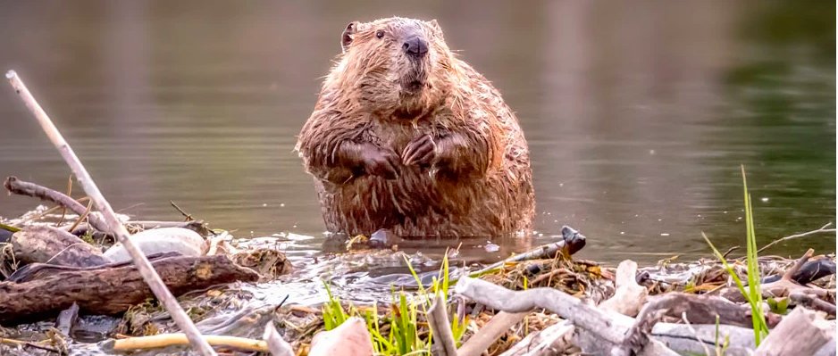 Beaver Institute tweet media