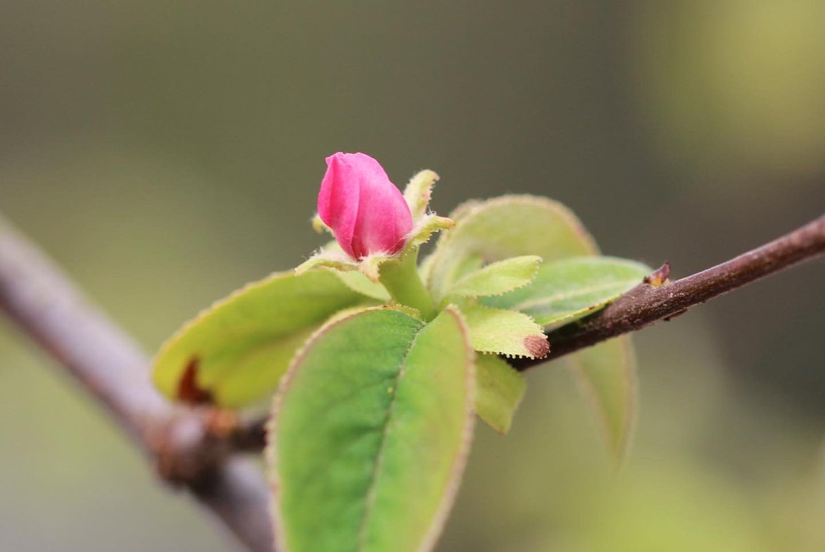 EcoleDuBreuil's tweet photo. #Floraison du #Pseudocydonia sinensis (#cognassier de Chine) dans le #jardin paysager 🌸
📷 Justine Tarron https://t.co/BXVyLcLen5