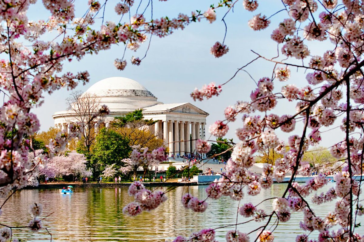 Photo: Shutterstock cherry blossom Japan - New York - Washington