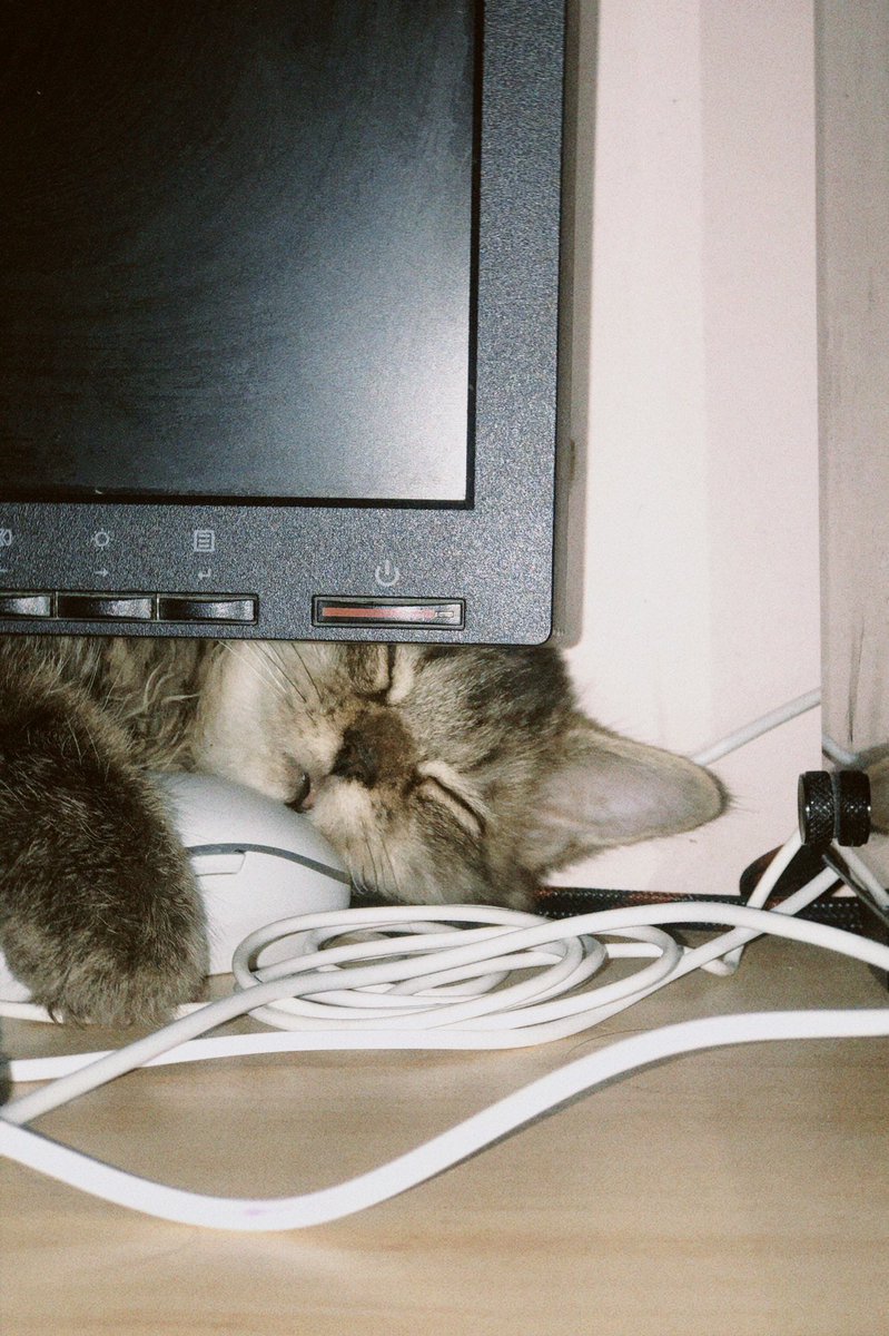 cats being weird little guys 👅 (@weirdlilguys) on Twitter photo 