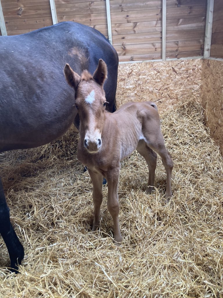 BeswickBrothers's tweet photo. Foal number 3 arrived on Tuesday, a smashing Frammassone filly out of Mil et Une Nui Flo. One for the @GB_Bonus 👀 #Frammassone #beauty https://t.co/nowsLQRHvN