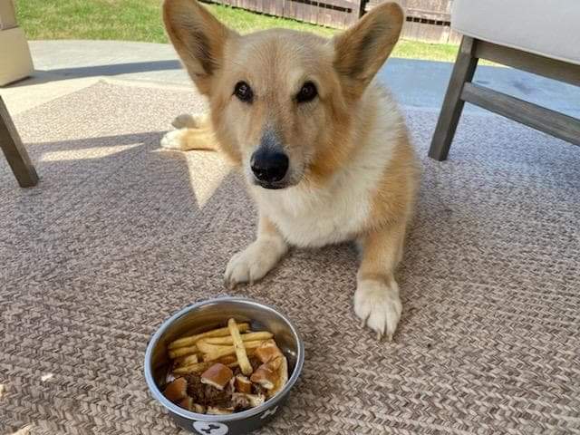 AustinEruption's tweet image. Yesterday my best friend and family dog Ein passed away. He was a birthday gift for me when I turned 19 and the best one I ever got. He was always such a cuddly boy and I miss him so much. We gave him his favorite meal (trying to steal fries) before he passed peacefully.
