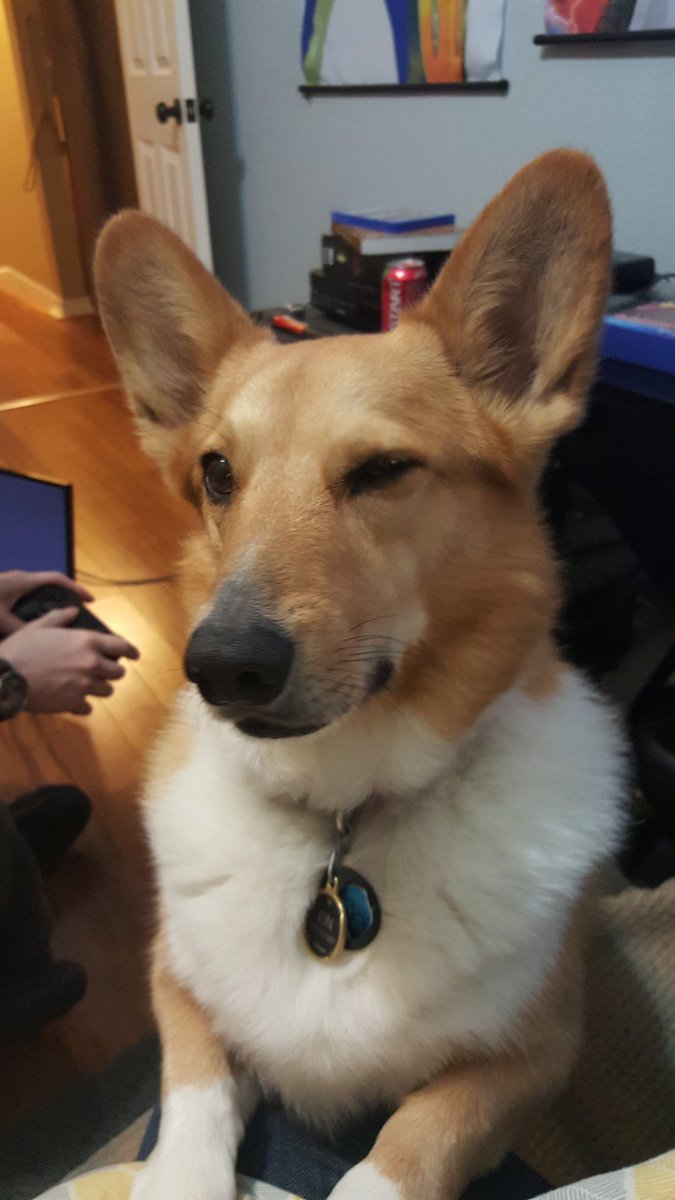 AustinEruption's tweet image. Yesterday my best friend and family dog Ein passed away. He was a birthday gift for me when I turned 19 and the best one I ever got. He was always such a cuddly boy and I miss him so much. We gave him his favorite meal (trying to steal fries) before he passed peacefully.