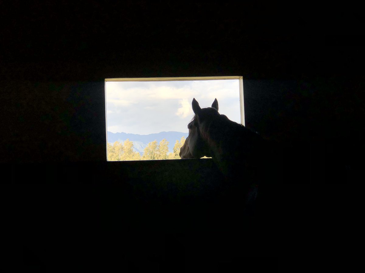 jo_campher's tweet photo. My Job… What a Privilege.
Just Love what I do. Quick visit to @Ridgemont_SA and a check in with the Stallions. ❤️💙
#Malmoos #CanfordCliffs #Rafeef
@Kuda_Bloodstock https://t.co/QOZXVo1eCs