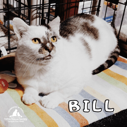 MRFRScats's tweet photo. Meet Bill! He believes you can’t have too many friends &amp; would happily join a family that already has a kitty so he can make a brand new one! Bill’s hobbies include napping in the sun and fine dining (defined as wet food and treats!). Learn more: https://t.co/G5Fj8jzCLq
#adopt https://t.co/TTsz1AwflZ