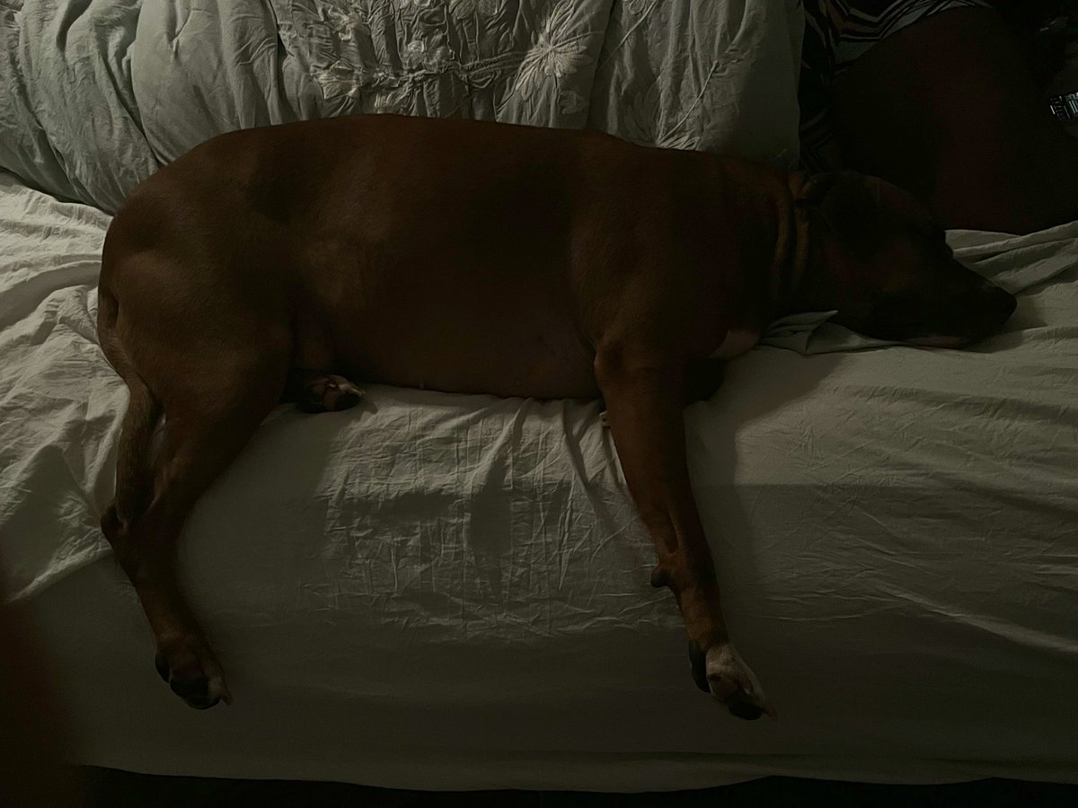 _rottieJr tweet picture