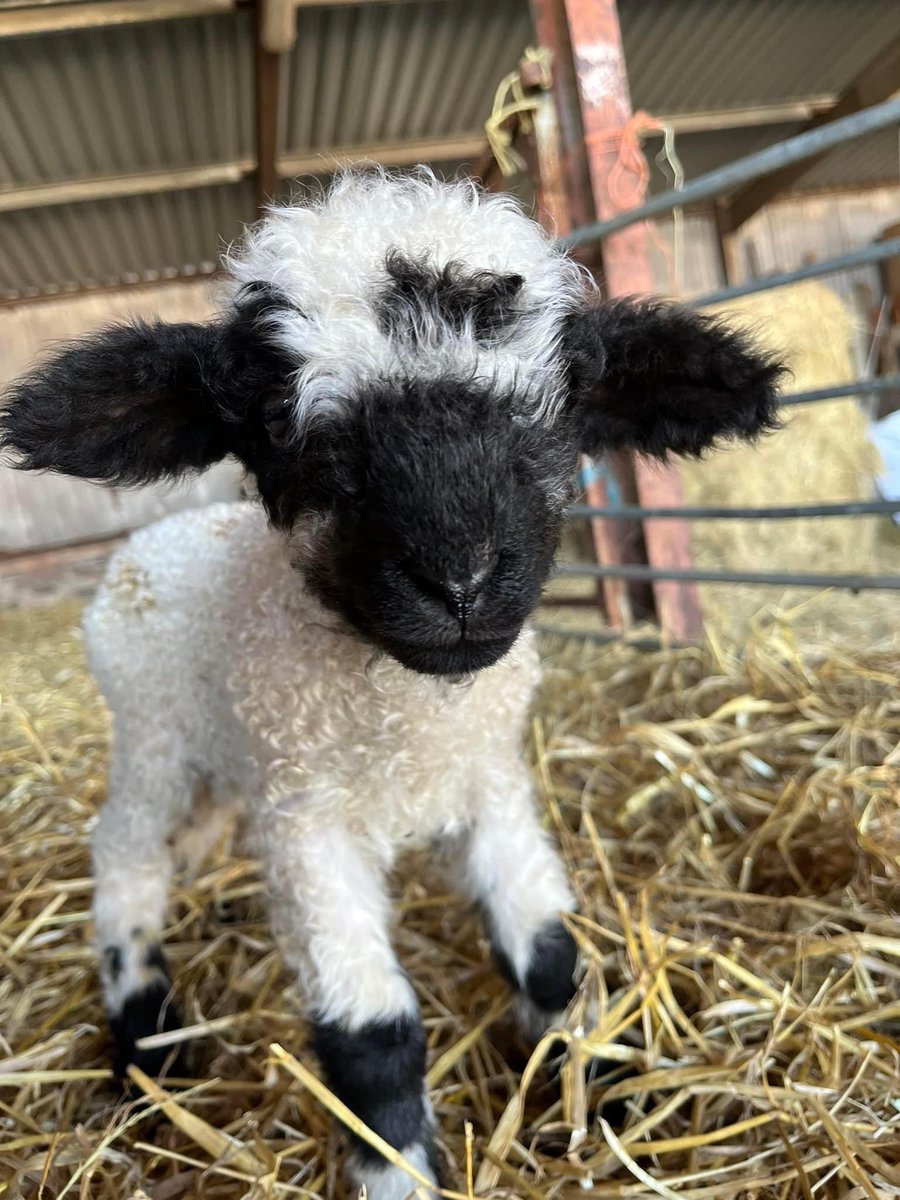 Just another wee dose of cuteness if anyone needs it tonight ❤️ #arnbegfarmstayscotland #cute #lamb #shepherdess