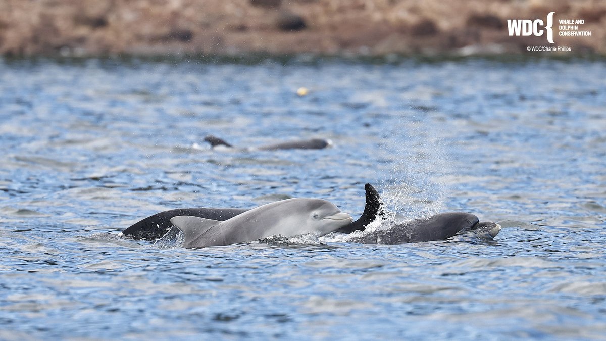 whalesorg's tweet photo. Good news! The Animal Sentience Bill has just passed its last parliamentary hurdle - UK law will soon recognise that most animals are sentient π
This new law is important because it formally acknowledges that, amongst others, whales and dolphins are sentient beings β€οΈ https://t.co/R9HSKNYA80
